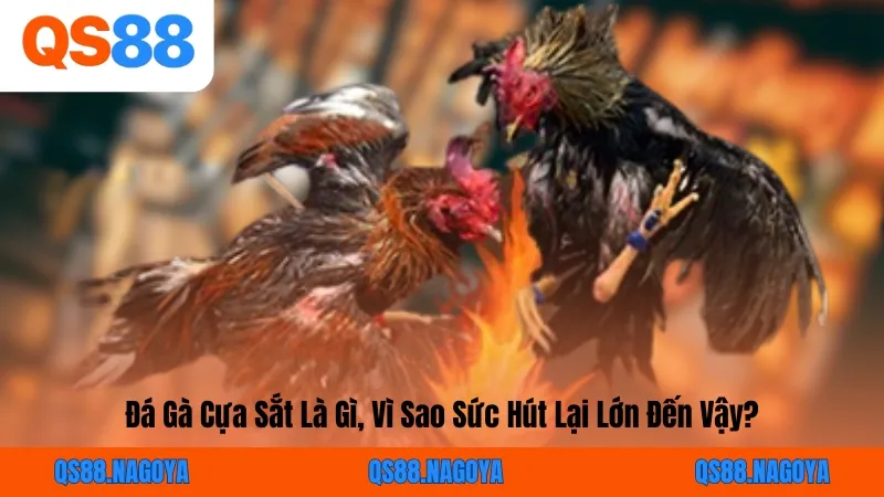 Đá Gà Cựa Sắt Là Gì, Vì Sao Sức Hút Lại Lớn Đến Vậy?