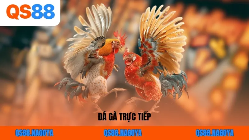 Đá Gà Trực Tiếp – Link Xem Thomo HD & Mẹo Cược Bất Bại Cùng QS88