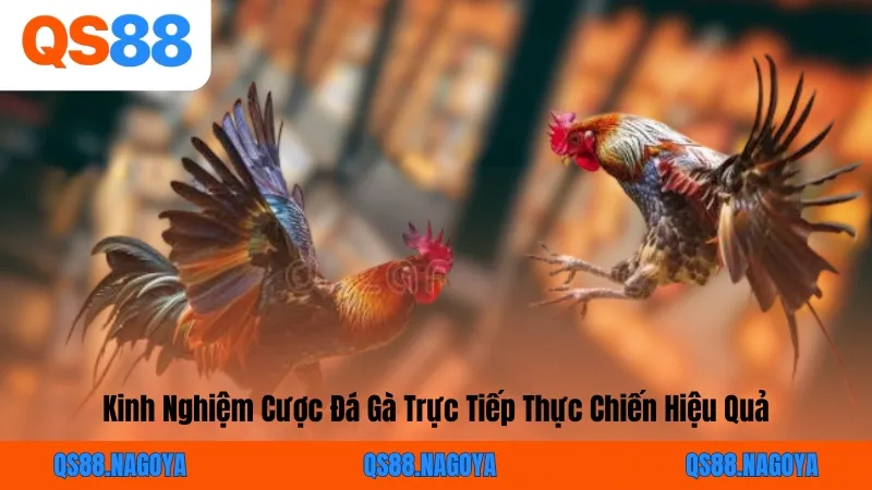 Kinh Nghiệm Cược Đá Gà Trực Tiếp Thực Chiến Hiệu Quả
