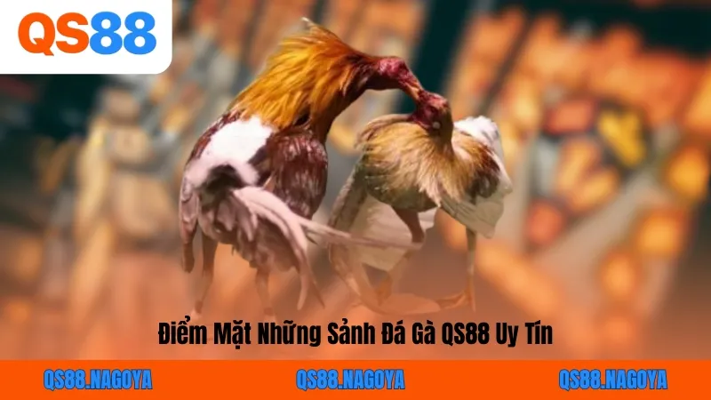 Điểm Mặt Những Sảnh Đá Gà QS88 Uy Tín